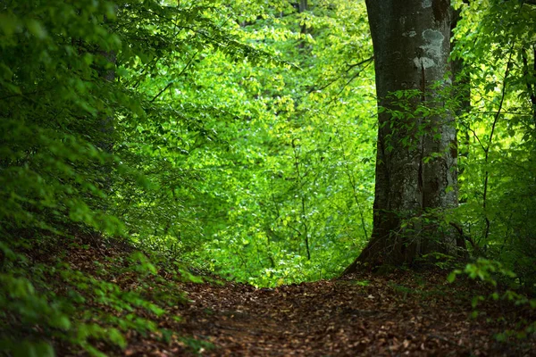 Літній Лісовий Ландшафт Зелений Буковий Ліс Дерева Змиваються Німеччина — стокове фото