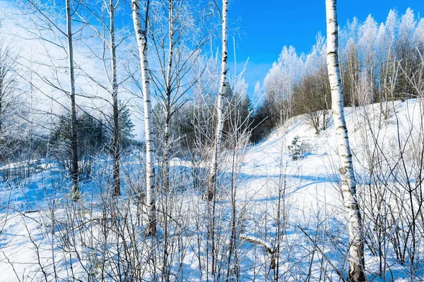 Junge Frostige Birken Einem Sonnigen Wintertag Nach Einem Schneesturm Schneeflocken — Stockfoto