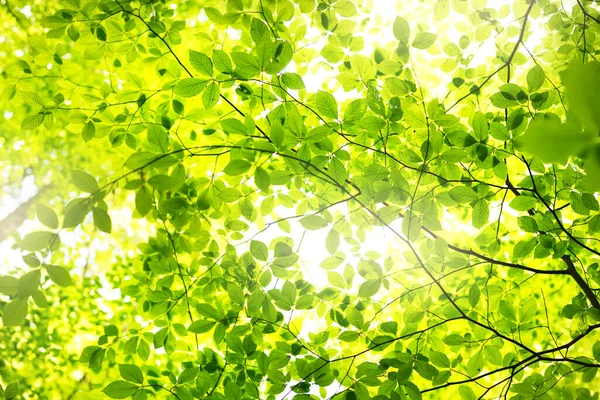 Summer Forest Landscape Green Beech Forest Trees Closeup Germany — Stock Photo, Image