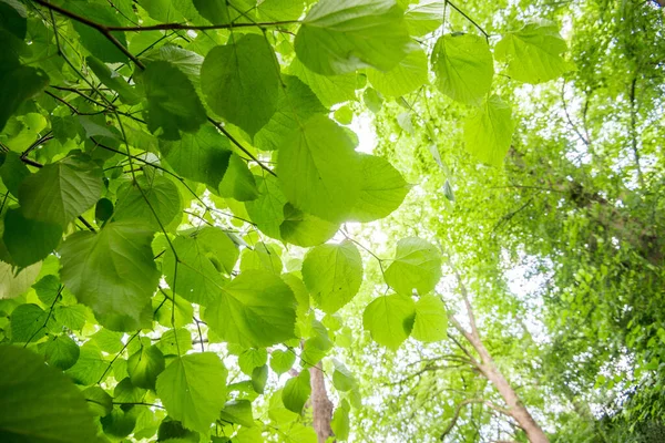 Sommerliche Waldlandschaft Grüne Bäume Und Blätter Aus Nächster Nähe — Stockfoto