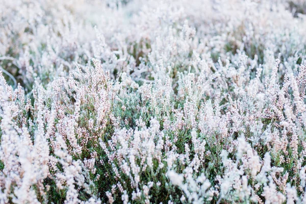 Manhã Limpa Floresta Flores Urze Flor Congeladas Closeup Letónia — Fotografia de Stock