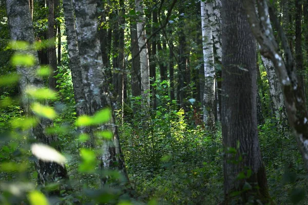 Zelené Břízy Zblízka Sluneční Paprsky Skrz Kmeny Stromů Temná Lesní — Stock fotografie
