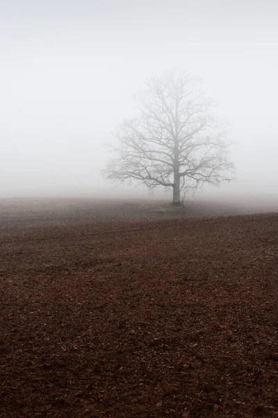 Country Landscape Empty Agricultural Field Strong Morning Fog Old Oak — Stock Photo, Image