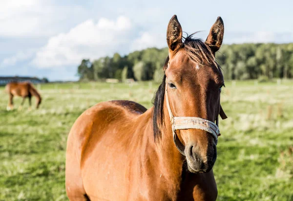 Horses Farm Clear Autumn Day Brown Horse Close Latvia — Stock Photo, Image