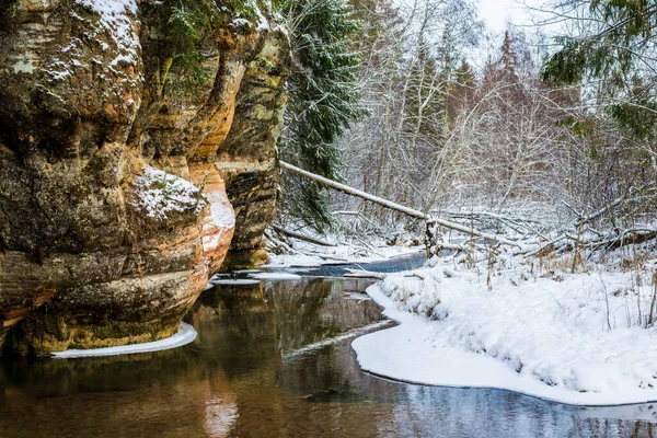冬季森林景观 靠近河流的悬崖和背景中的松树 Gauja国家公园 拉脱维亚 — 图库照片