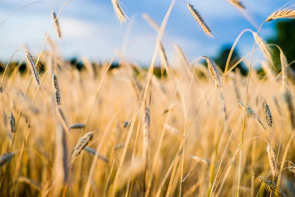Landwirtschaftliche Getreidefelder Bei Sonnenuntergang Textur Und Nahsicht Goldenes Licht Pur — Stockfoto