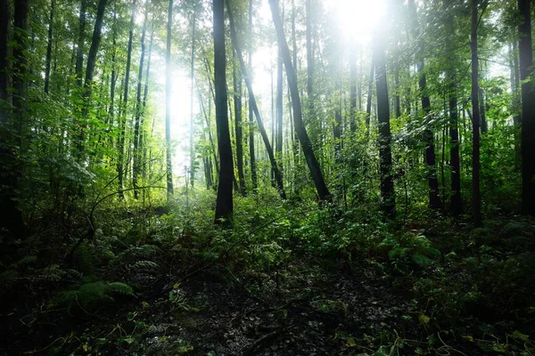 Veduta Una Verde Foresta Paludosa Dopo Pioggia Raggi Del Sole — Foto Stock