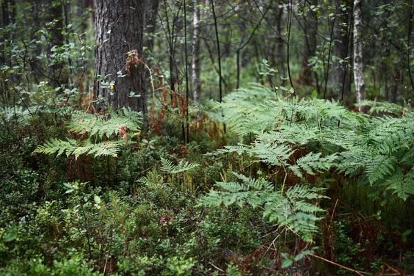 Сцена Темного Лісу Ферн Виходить Кругового Плану Фінляндія — стокове фото