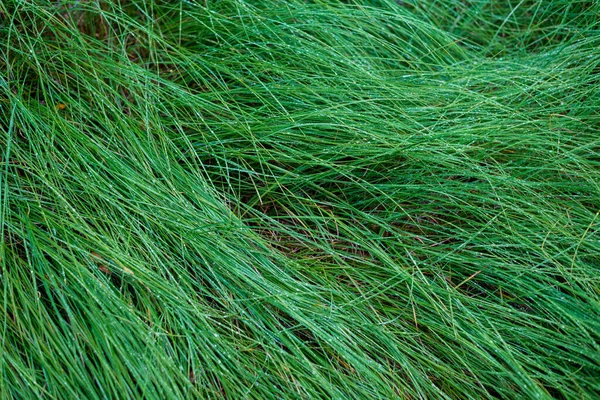 Hierba Verde Rocío Cerca Bosque Después Lluvia Letonia —  Fotos de Stock