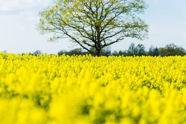 Frühlingslandschaft Blick Auf Das Blühende Rapsfeld Und Den Wald Hintergrund — Stockfoto