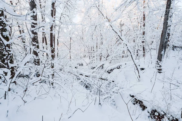 Snötäckt Skog Efter Snöstorm Morgonsolljus Vinterunderlandet Gauja Nationalpark Sigulda Lettland — Stockfoto