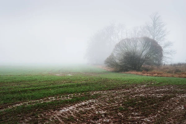 田舎の風景 強い朝の霧の中で空の農業分野 背景に森と家 ポーランド — ストック写真