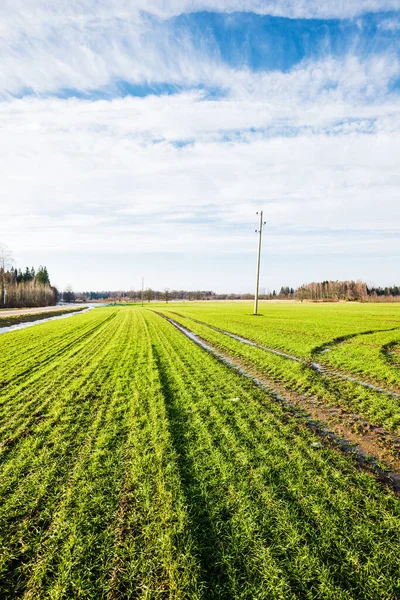 Wczesną Wiosną Krajobraz Kraju Widok Zielonego Pola Rolniczego Przed Jasnym — Zdjęcie stockowe