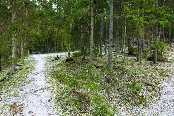 Caminho Através Floresta Coníferas Mistas Cobertas Neve Pinheiros Verdes Abetos — Fotografia de Stock