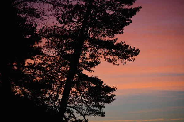 Árbol Siempreverde Contra Cielo Rojo Del Atardecer Lago Onega Karelia — Foto de Stock