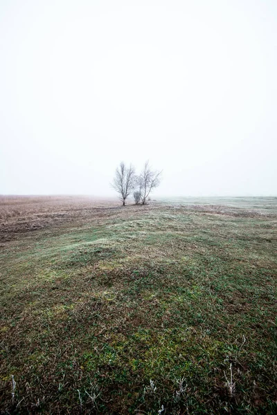 Winter Landscape Misty Morning Field Frost Snow Grass Lonely Tree — Stock Photo, Image