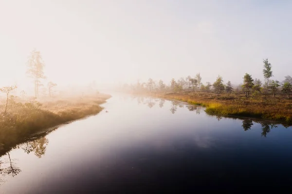 Swamp Sunrise Pine Trees Fog Reflections Water Pure Morning Light — Stock Photo, Image