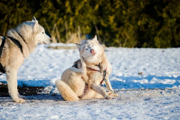 Husky Marche Joue Dans Neige Par Une Journée Hiver Ensoleillée — Photo