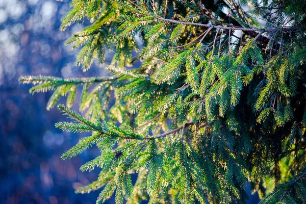 Spruce Branches Close Clear Sunny Spring Day Latvia — Stock Photo, Image