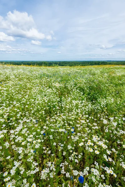 Divoké Květiny Zblízka Panoramatický Pohled Kvetoucí Heřmánkové Pole Zatažená Modrá — Stock fotografie