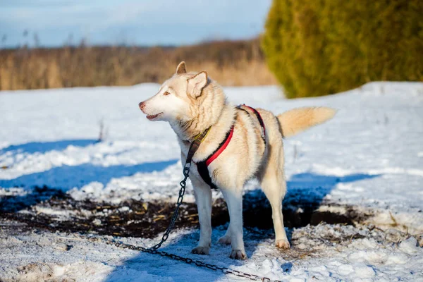 Husky Camminare Giocare Nella Neve Una Chiara Giornata Invernale Soleggiata — Foto Stock