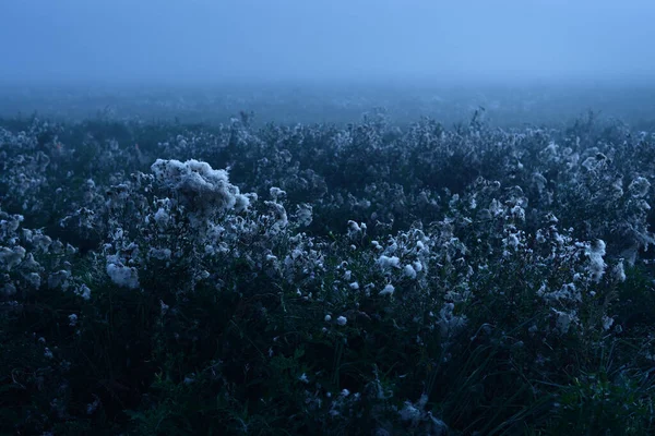 Land Mit Vielen Blühenden Weißen Wildblumen Dichten Morgennebel Bei Sonnenaufgang — Stockfoto