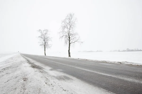 曇り空の冬の日に雪に覆われたフィールドを通って空の国の道路 白樺の木のクローズアップ ラトビア — ストック写真