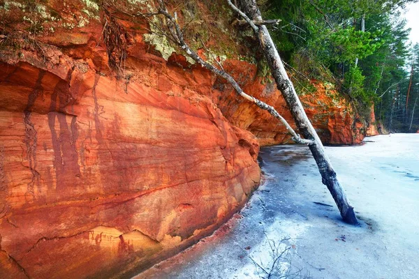 Red Orange Sandstone Cliffs Frozen River Pine Trees Background Gauja — Stock Photo, Image