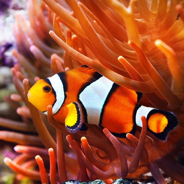 Amphiprion Ocellaris Clownfish Anemon Natural Marine Enriromnent — Stock Photo, Image