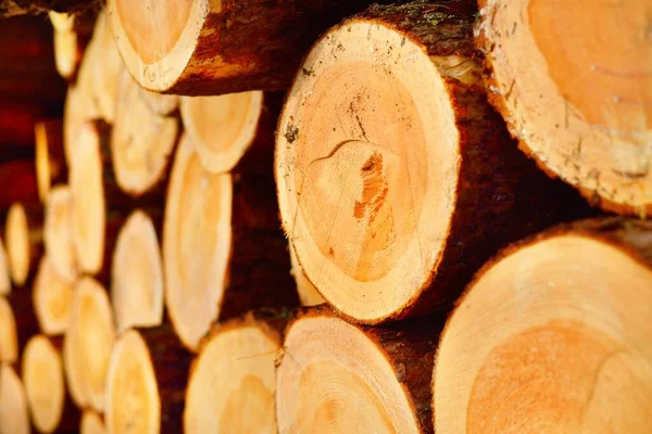 Leña Recién Hecha Bosque Cerca Patrón Madera Textura Fondo Recurso — Foto de Stock