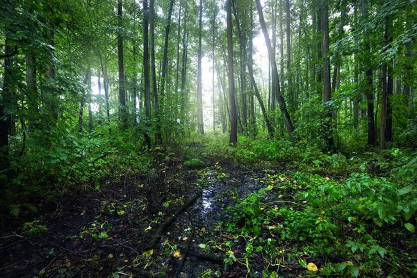 View Green Swampy Forest Rain Sunlight Tree Trunks Latvia — Stock Photo, Image