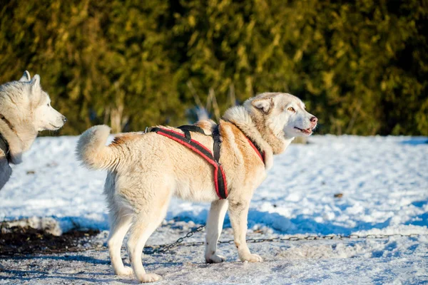 Husky Camminare Giocare Nella Neve Una Chiara Giornata Invernale Soleggiata — Foto Stock