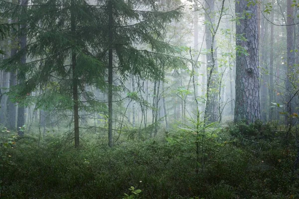 Сцена Темном Лесу Утренний Туман Солнечный Свет Сквозь Деревья Сосна — стоковое фото