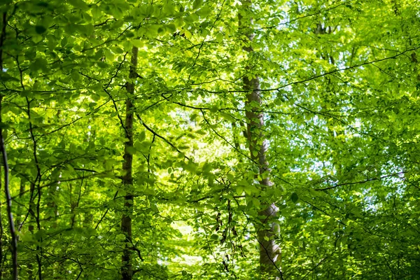 Summer Forest Landscape Green Beech Forest Trees Closeup Germany — Stock Photo, Image