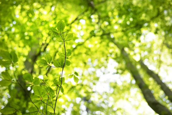 夏季森林景观 翠绿的山毛榉林 树木的特写 — 图库照片