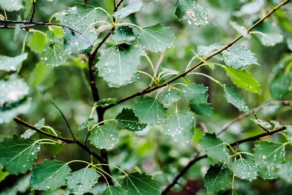 雨后的森林绿叶和露水的特写 拉脱维亚 — 图库照片