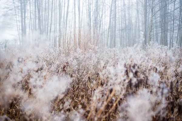 Зимний Пейзаж Туманное Утреннее Поле Метель Снег Траве Латвия — стоковое фото