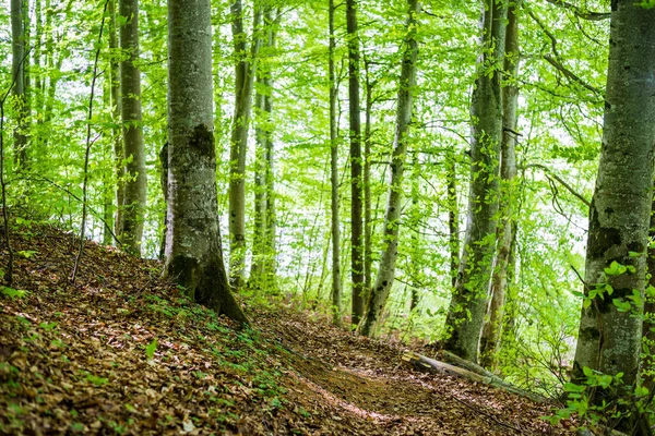 Paisagem Florestal Verão Floresta Faia Verde Árvores Fechadas Alemanha — Fotografia de Stock