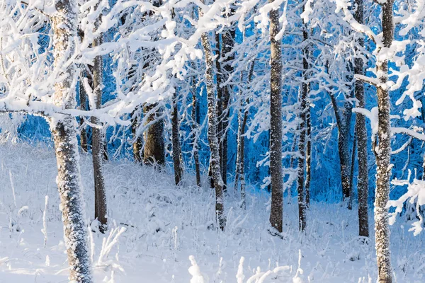 Mesteacăn Acoperit Zăpadă Aproape Peisaj Forestier Iarnă Letonia — Fotografie, imagine de stoc