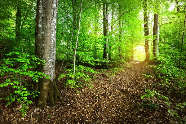 Paisagem Florestal Verão Floresta Faia Verde Árvores Fechadas Alemanha — Fotografia de Stock