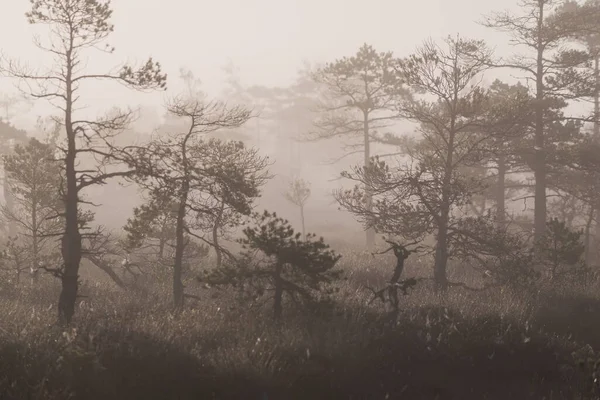 Een Moeras Bij Zonsopgang Jonge Dennenbomen Van Dichtbij Mist Heldere — Stockfoto