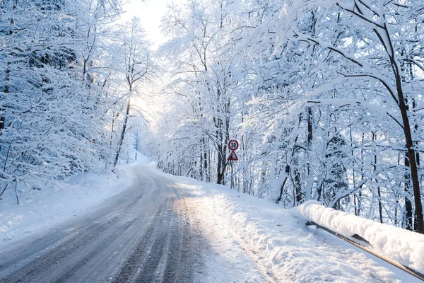 吹雪の後に雪に覆われた木々の間を鋭いターンで空のアスファルトの道路の景色 朝の日差し ラトビアのシグルダ — ストック写真