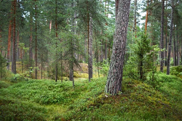 Θερινό Τοπίο Πευκοδάσος Μετά Βροχή Δέντρα Βρύα Και Φτέρη Από — Φωτογραφία Αρχείου