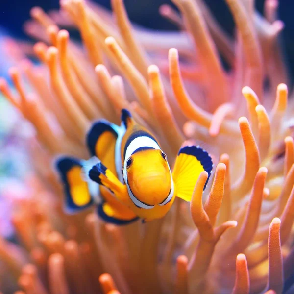 Amphiprion Ocellaris Clownfish Ukwiale Naturalny Enriromnent Morski — Zdjęcie stockowe