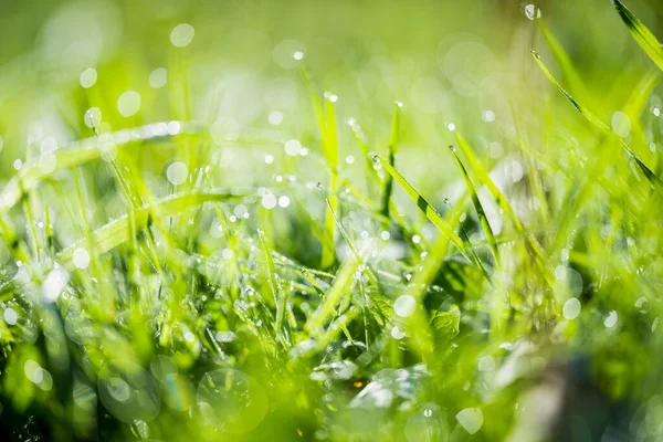 Textura Grama Verde Close Raios Solares Luz Manhã Pura — Fotografia de Stock