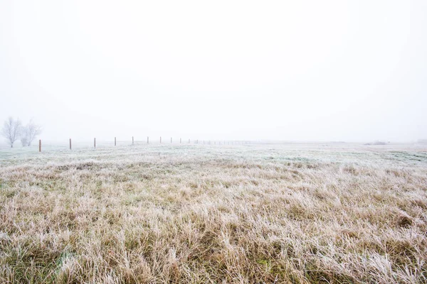 Paysage Hivernal Champ Matinal Brumeux Givre Neige Sur Herbe Lettonie — Photo