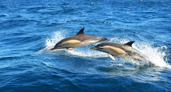 Dos Delfines Saltando Mar Mediterráneo Día Despejado Delfín Rayado Stenella — Foto de Stock