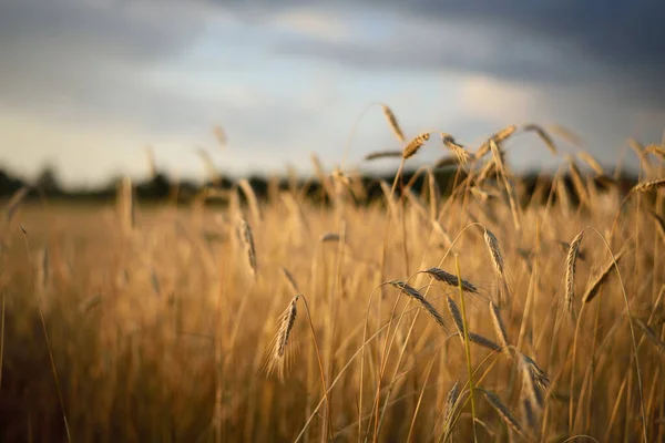 Mezőgazdasági Termőföld Naplementekor Textúra Közelkép Tiszta Arany Fény Lettország — Stock Fotó