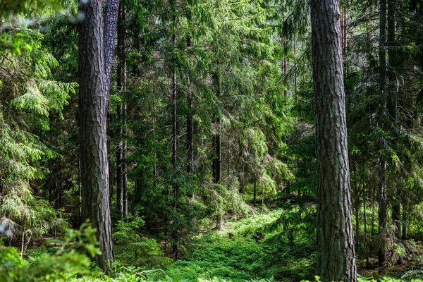 Sunny Summer Day Evergreen Forest Mossy Pine Trees Close Estonia — Stock Photo, Image