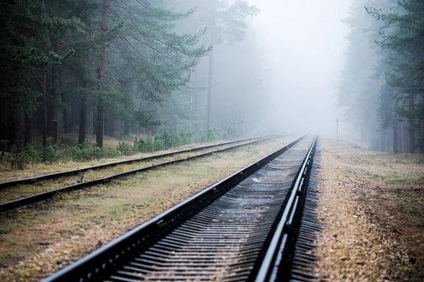 Akşamları puslu demiryolu, arka planda çam ağaçları, Letonya